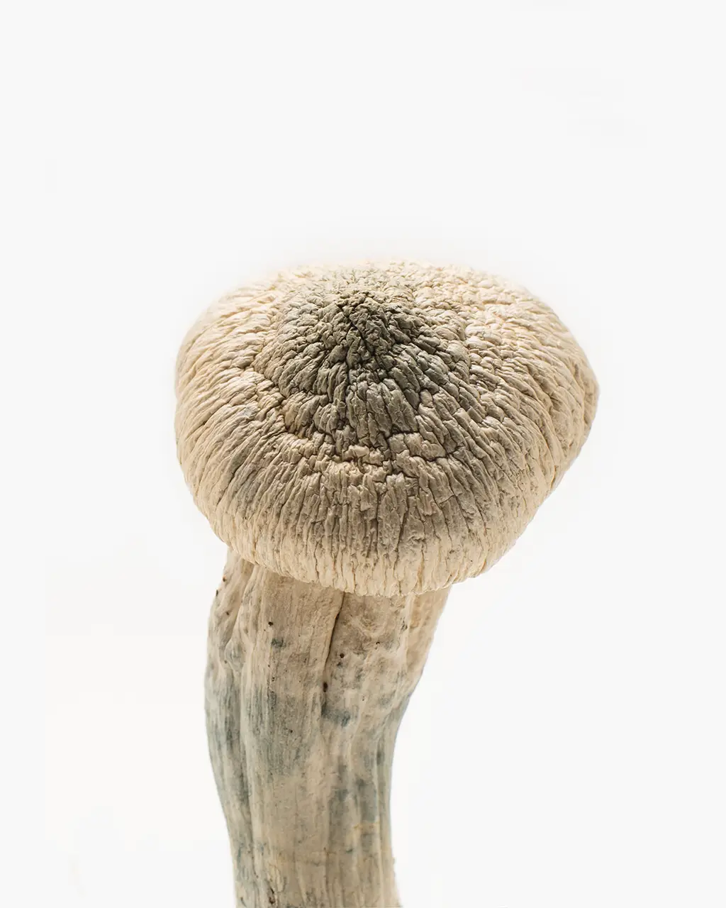 albino-penis-envy-mushroom.webp Albino Penis Envy Mushrooms - Image 1