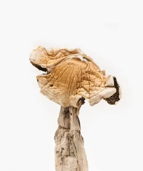 Amazonian Mushroom