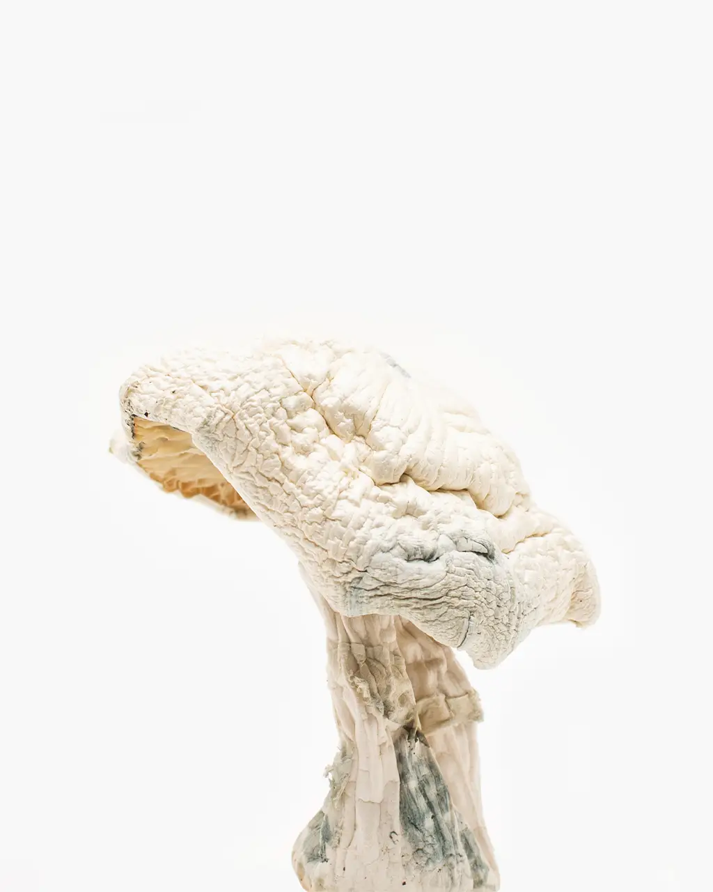 avery-albino-mushroom-strain.webp Avery Albino Mushroom - Image 1