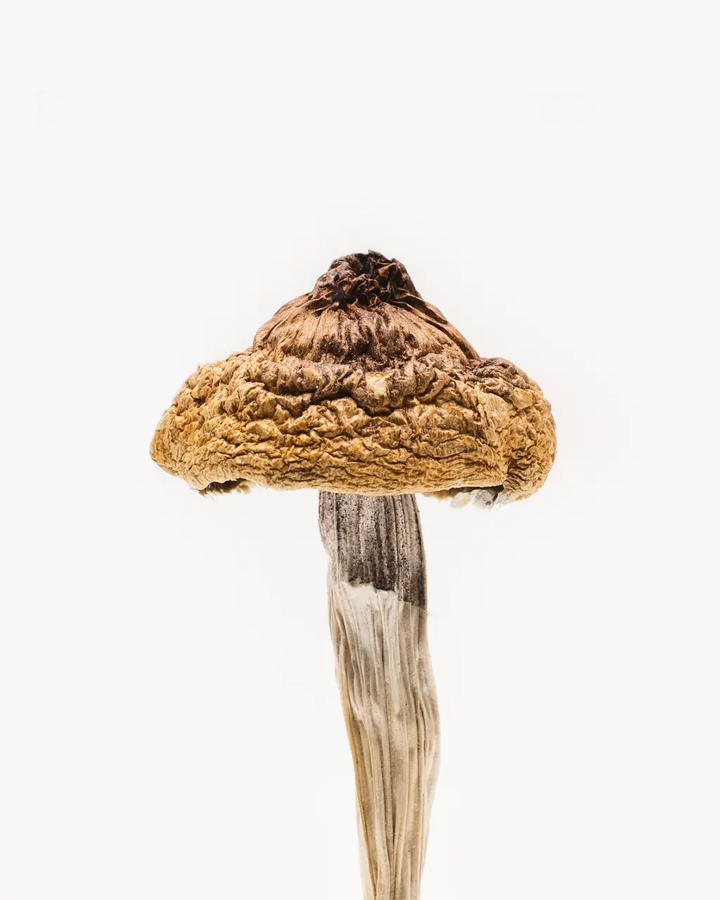 b-mushroom.webp B+ Magic Mushrooms - Image 1